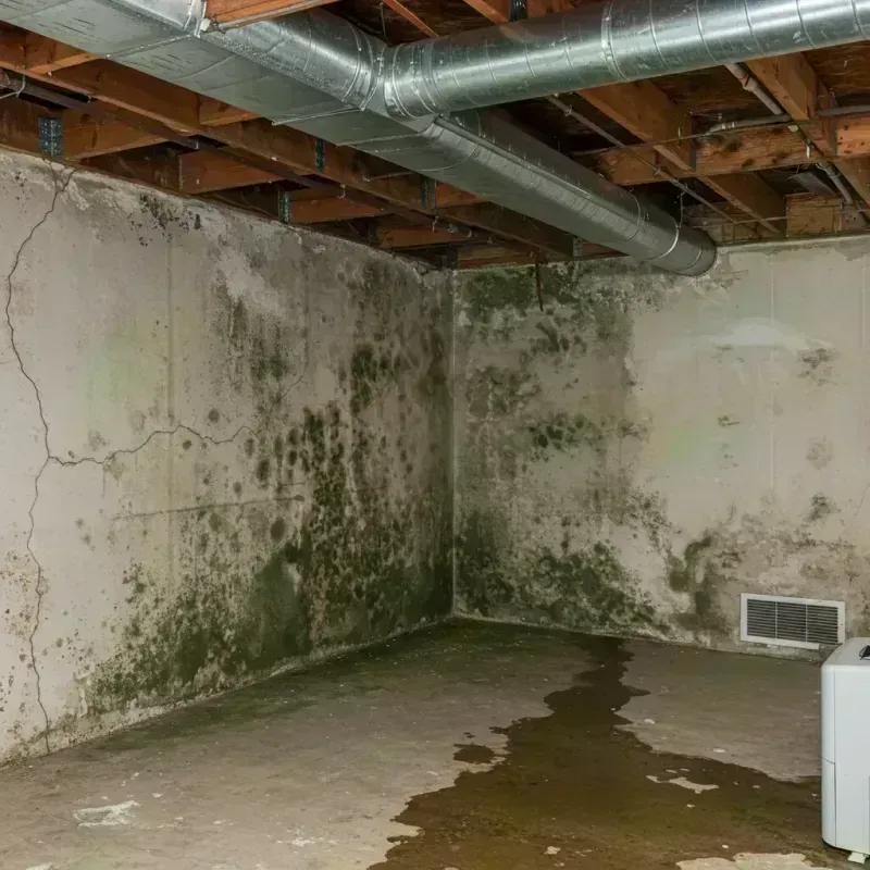 Professional Mold Removal in Newport, ME